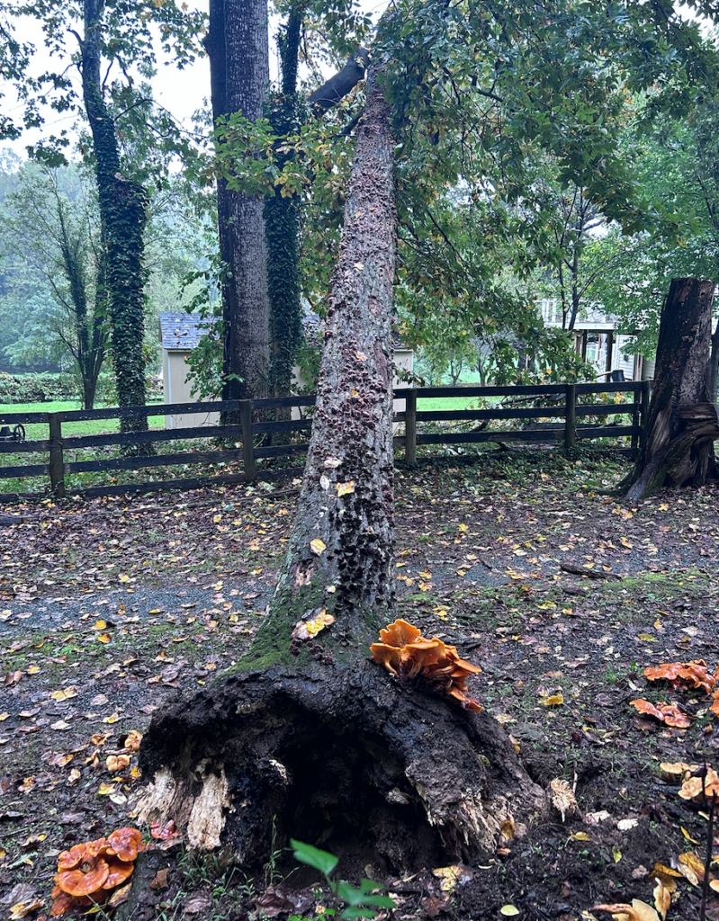 Tree Fungal Disease